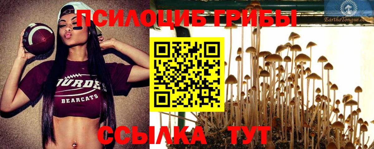 Псилоцибиновые грибы Psilocybe Морозовск